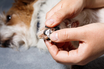 Closeup of paw cream application