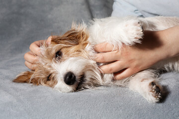 Relaxed Jack Russell receiving pets