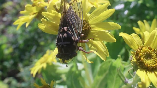 Mountain cicada (Cicadetta montana, male) (Cicadidae, Hemiptera) on slopes of seaside forest hills. Sakhalin, Far eastern population. Shrilling was venerated by ancient Greeks, but detested by Virgil