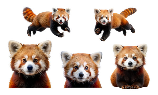 Red Panda Jumping Isolated on Transparent or White Background, FNG File
