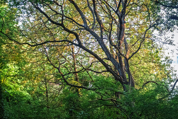 Lumière dans la forêt