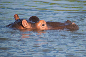 hippopotamus in water