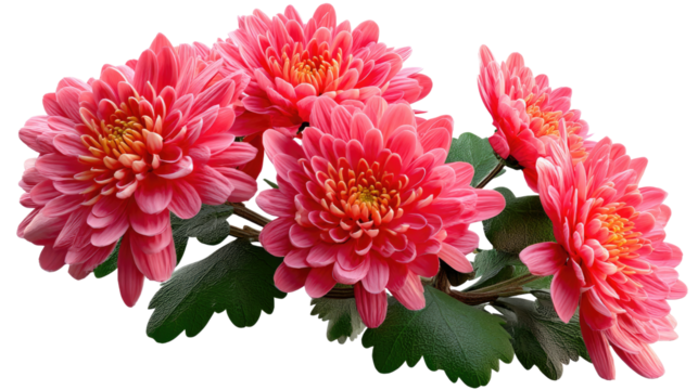 Pink Chrysanthemums: Delicate pink chrysanthemums, each petal meticulously detailed, form a captivating display against the simple background. A symphony of nature's art.