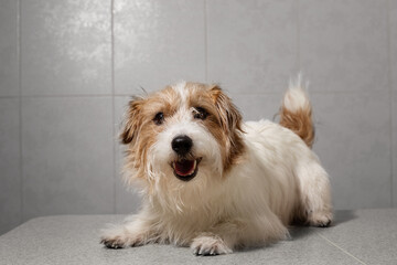 Jack Russell terrier waiting for vet examination