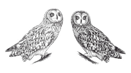 Sketches of two forest owl birds, night forest wild animals, vector realistic hand drawn illustration isolated on white
