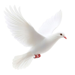 Obraz premium White dove gracefully soars through air, symbolizing peace and freedom with its wings fully extended against clear background
