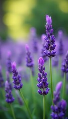 Obraz premium Purple lavender flowers in soft focus setting, image, bokeh