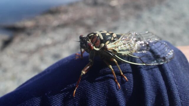 Mountain cicada (Cicadetta montana, male) (Cicadidae, Hemiptera) on slopes of seaside forest hills. Sakhalin, Far eastern population. Shrilling was venerated by ancient Greeks, but detested by Virgil