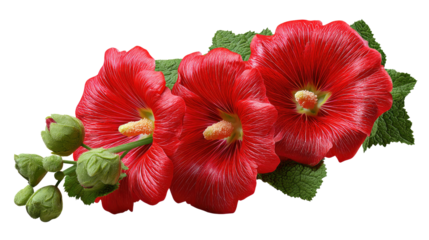 Crimson Blossom Trio: A vibrant, photorealistic depiction of three striking red blossoms in full bloom, accented by fresh green leaves. This image showcases the beauty and freshness of nature.