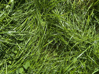Fototapeta premium High-resolution image of lush, freshly cut green grass. Perfect for backgrounds, textures, and nature-themed designs.