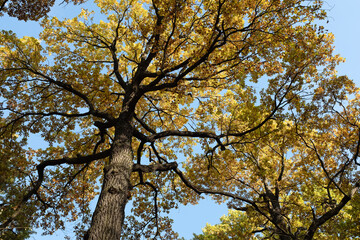 Golden Autumn Forest with Tall Trees and Blue Sky. Autumn season for nature lovers, seasonal photography. High quality photo