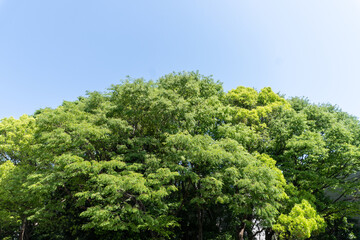 新緑と空