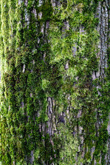 Obraz premium Green Moss on Tree Bark in Forest Close Up Nature Texture