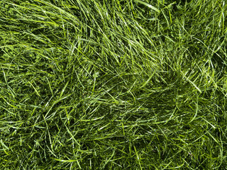 High-resolution image of vibrant green grass, perfect for backgrounds and textures.