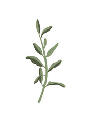vector icon of aromatic herbs