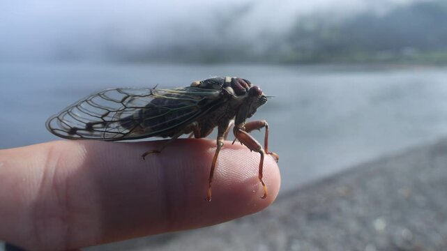 Mountain cicada (Cicadetta montana, male) (Cicadidae, Hemiptera) on slopes of seaside forest hills. Sakhalin, Far eastern population. Shrilling was venerated by ancient Greeks, but detested by Virgil