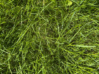 High-resolution image of vibrant green grass, perfect for backgrounds or textures.
