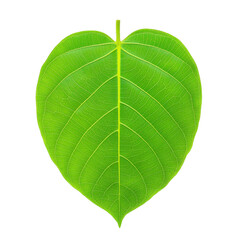 Vibrant green heart shaped leaf with prominent veins and smooth texture, isolated on transparency background, showcasing nature simplicity and beauty