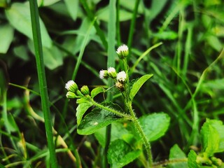 A close-up of small white wildflowers with green stems and leaves, surrounded by tall grass in a natural setting.