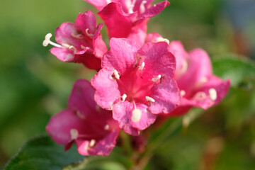 Pink weigela flower on a green garden plant