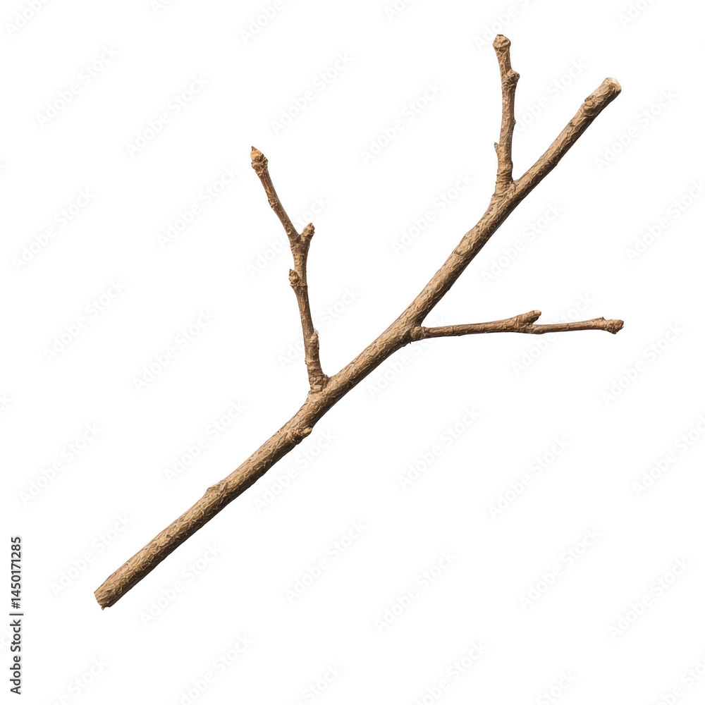 Poster single dry tree branch with multiple offshoots, isolated on transparency background, showcasing its 