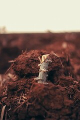 “Cassava Stalks Sprouting in Freshly Plowed Farmland”
