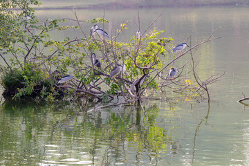 Several grey herons (Ardea cinerea) perch and rest on a tree partially submerged in the lake.
