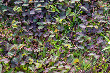 A close-up shot showcases the delicate, feathery leaves of what appears to be Mimosa pudica, also known as the sensitive plant, alongside other similar species like Water Mimosa (Neptunia oleracea).