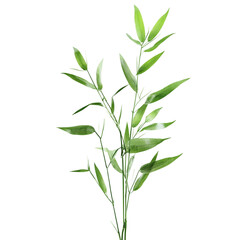 Obraz premium A vibrant green herb isolated on white background