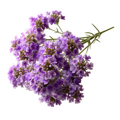 Obraz premium Gorgeous Sand Verbena Flowers in a Natural Bouquet Display