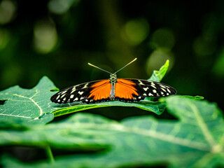 Exotische Schmetterlinge in einem Tropenhaus