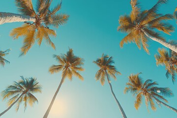 Fototapeta premium Palm trees reaching for a vibrant sky. Many tall palm trees against a bright blue sky. Sunlight highlights the tops of the trees