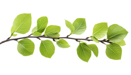 Fototapeta premium fresh green leaves isolated on transparent background