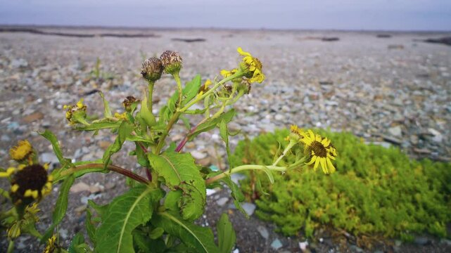 Sea-beach groundsel (Senecio pseudoarnica) on the sea meadows (seagrass meadow, oceanic sedge-herb-gramineous Kamchatka tall meadow) of Sea of Japan. Sakhalin. Autumn flowers and seeds