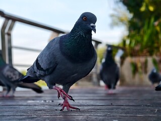 Close-up of a Pigeon Walking on Wooden Surface