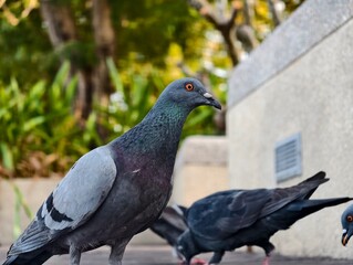 Close-Up of Pigeon with Urban Background in Bright Light