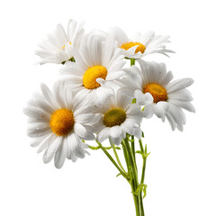 Fototapeta premium Fresh Colorful Shasta Daisy Blossoms in Natural Bouquet
