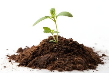 A small plant growing out of a pile of dark brown soil