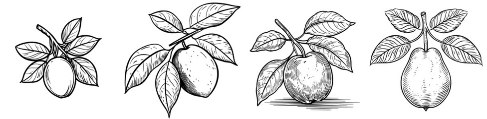 Modern illustration of a ripe pear from the garden, a healthy and edible fruit, depicted in a thin line icon, alongside other juicy summer fruits like tropical lemon and guava, which are also sweet
