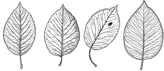 The cartoon representation of a yellow birch leaf embodies the quintessence of autumn, boasting an ovate shape, prominent veins, and intricately serrated edges © Антон Сальников