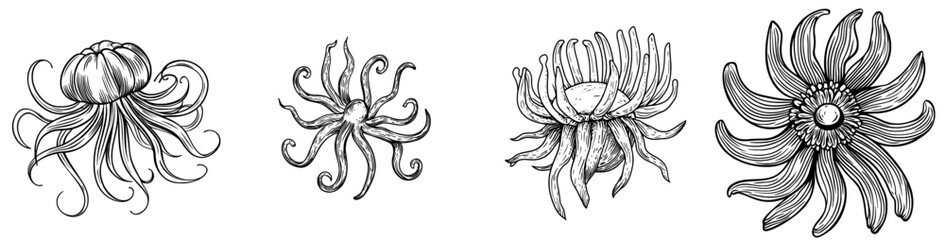This contemporary illustration showcases a black and white line art depiction of a sea anemone, ideal for designs related to nature and marine life