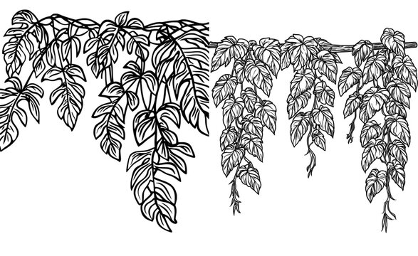 Tropical jungle rain forests, African jungles, and the Amazon are home to various flora, including vertical liana leaves, isolated cartoon vines, modern shrubs, and creeper plants with hanging ivy