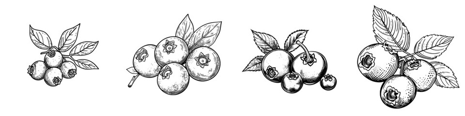 The isolated sketch features huckleberry, bilberry, blueberry, and whortleberry, while modern blue berris are depicted with a leaf and as a food dessert