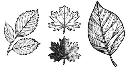 Obraz premium The image features a basic black leaf outline with complex veins, all on a clean white background