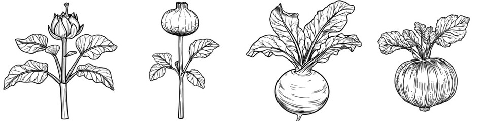 Modern raw root, vegetable food, turnip-shaped green cabbage kohlrabi with green leaves isolated sketch