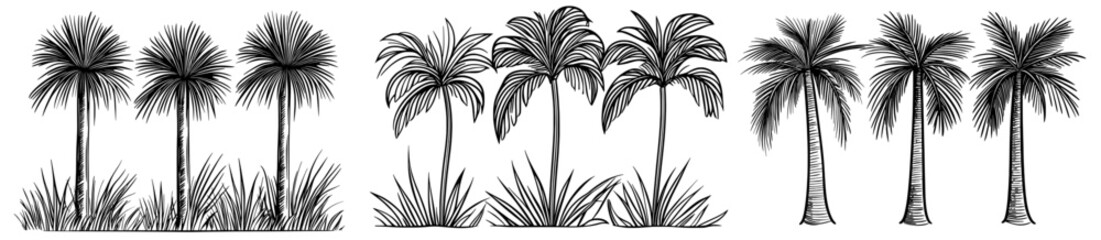 Obraz premium Three tropical palm trees are outlined against a white backdrop, evoking the feeling of a beach atmosphere