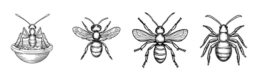 Illustration of an ant in black and white silhouette, showcasing detailed body parts and antennae