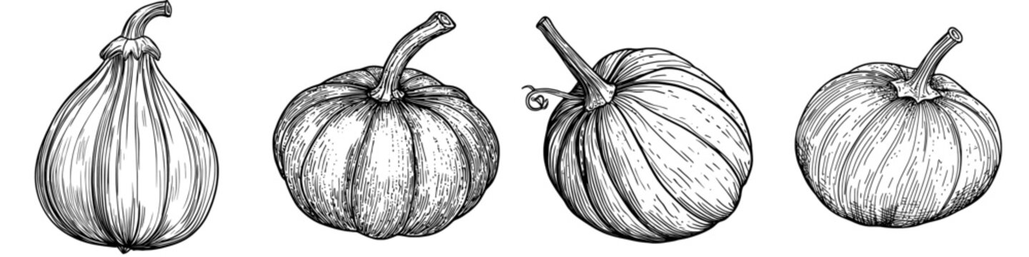 A modern vegetarian food, the green zucchini vegetable is depicted in an isolated sketch, showcasing its striped squash or marrow along with its stem