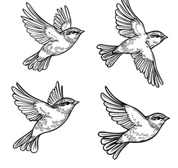 Bird silhouettes soaring through the air form a captivating display of agility and refinement in the environment