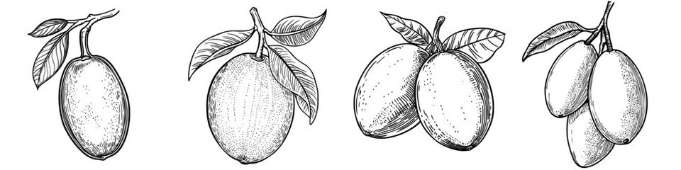 A whole exotic mango fruit accompanied by a green leaf is depicted in an isolated sketch, symbolizing modern tropical food and stone fruit